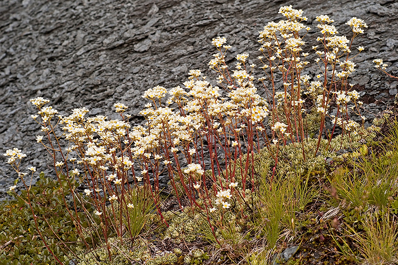 L1000662