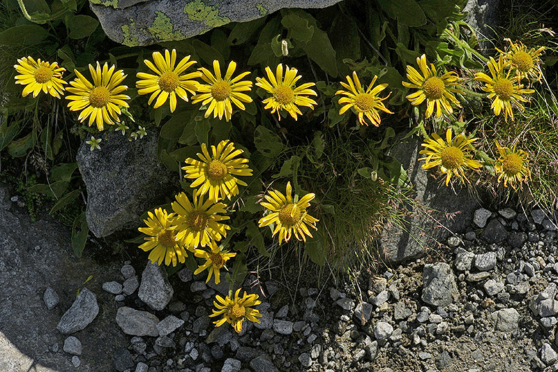 L1002426