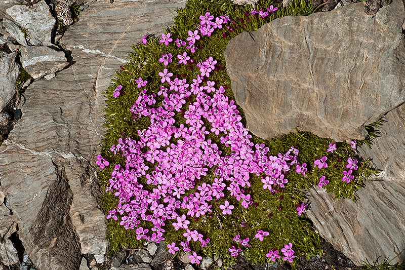 L1002476