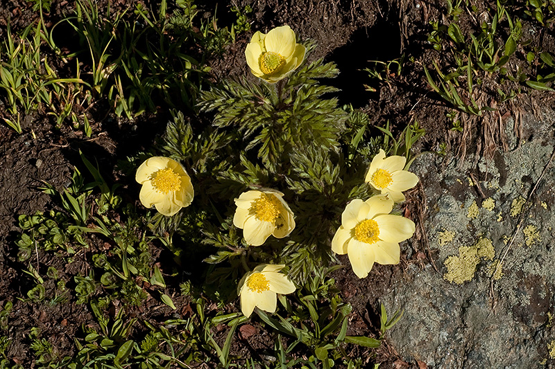L1003854