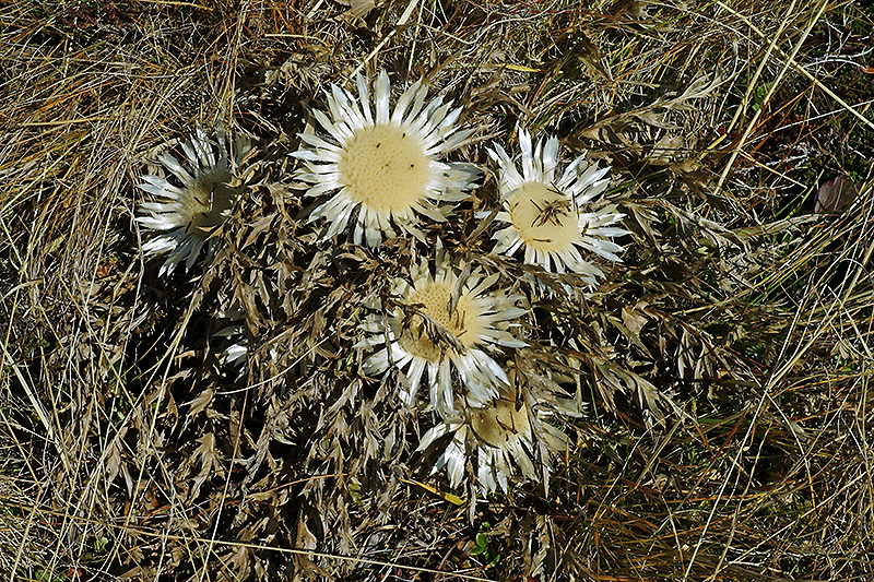 L1009529
