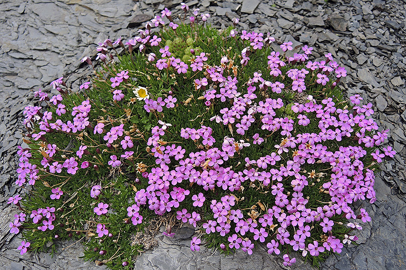 N1012094