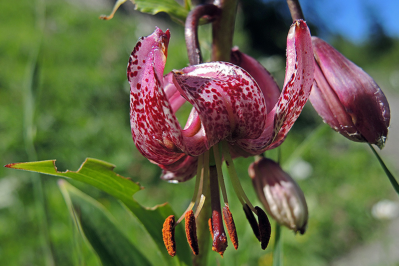 N1012401
