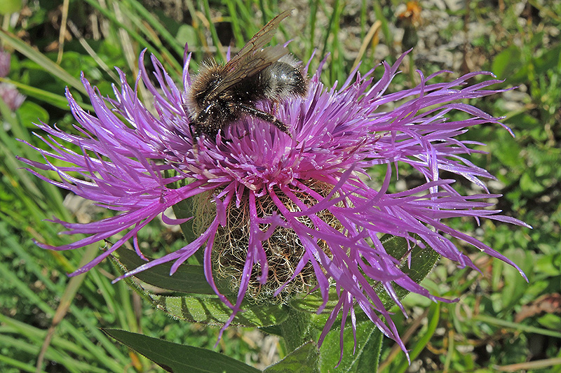 N1013812