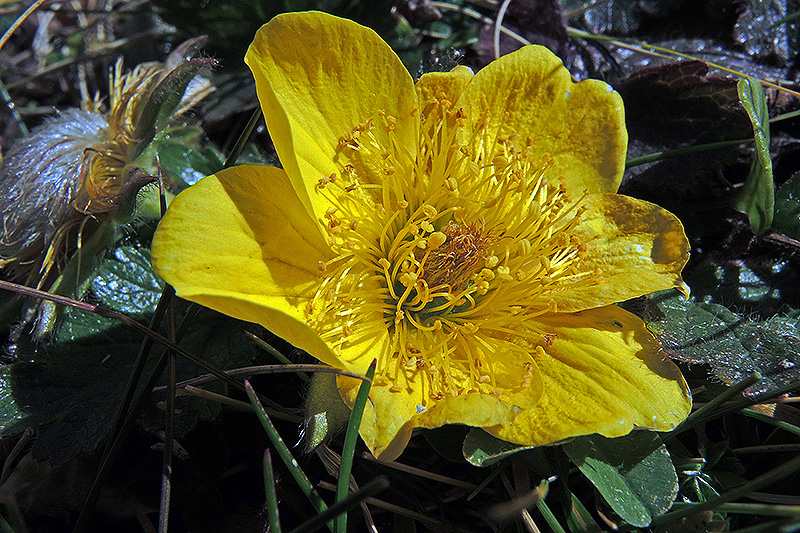N1015081