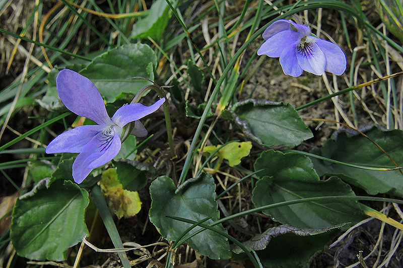 N1015151