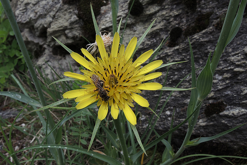 N1015561