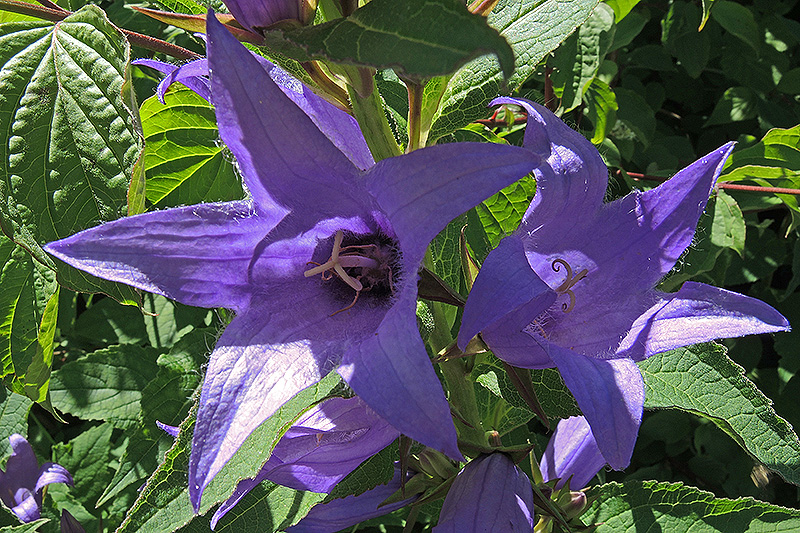 N1016126