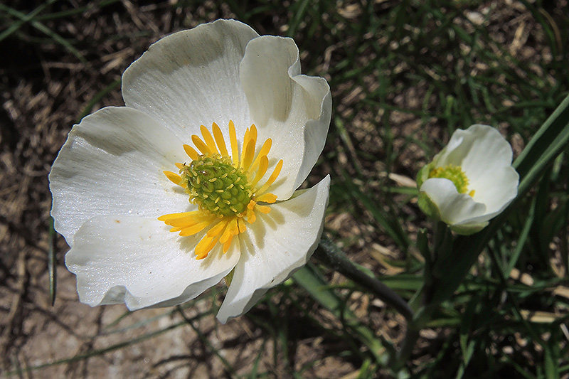 N1016154