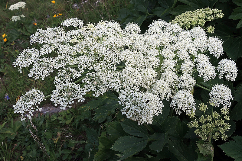 N1016344