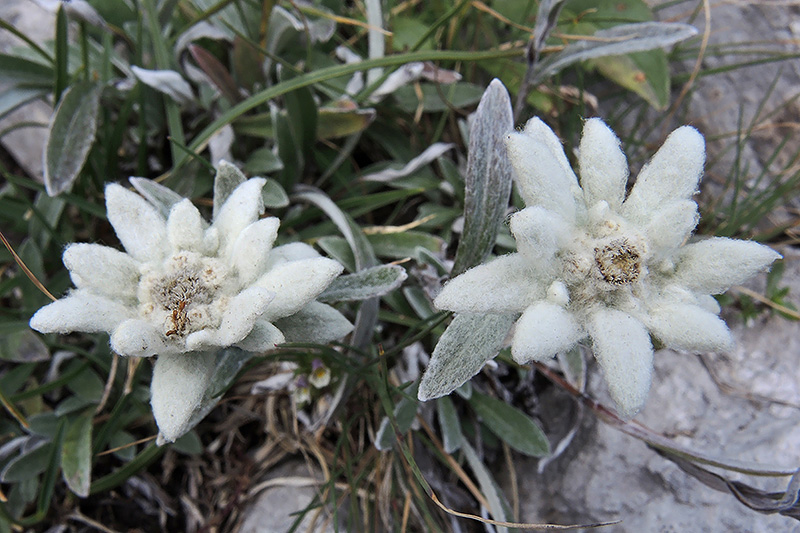 N1018128
