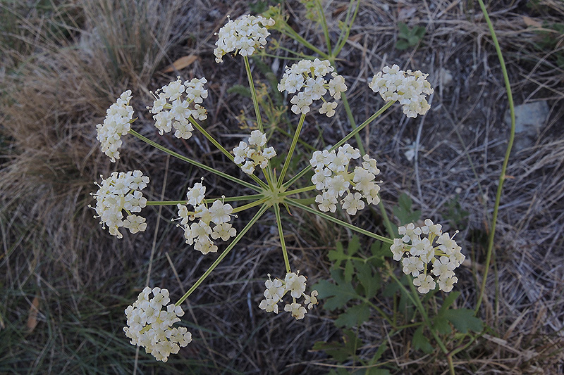 N1018335