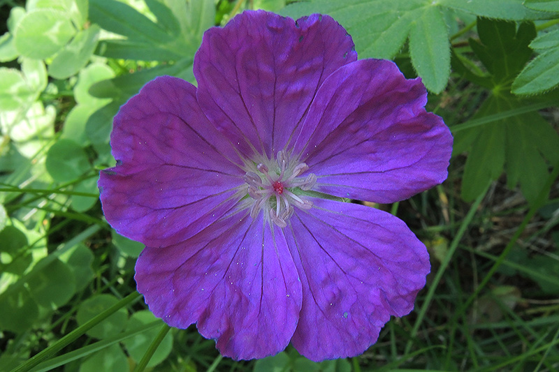N1018338