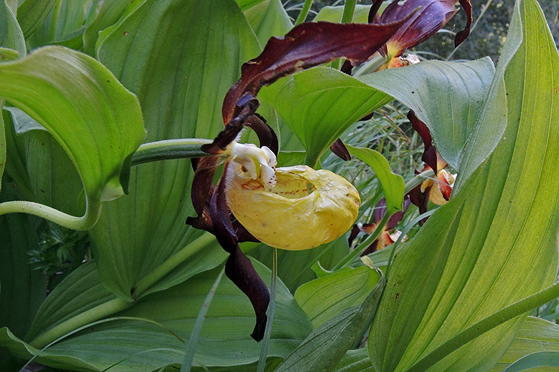 N1020184