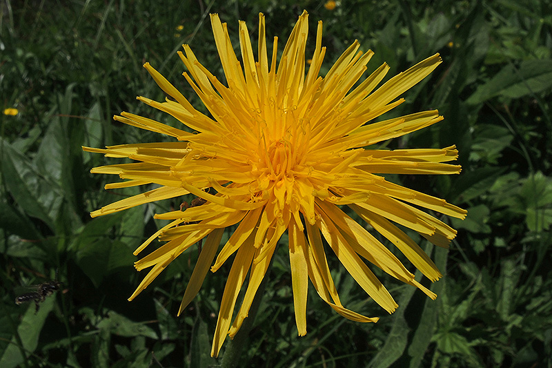 N1020452