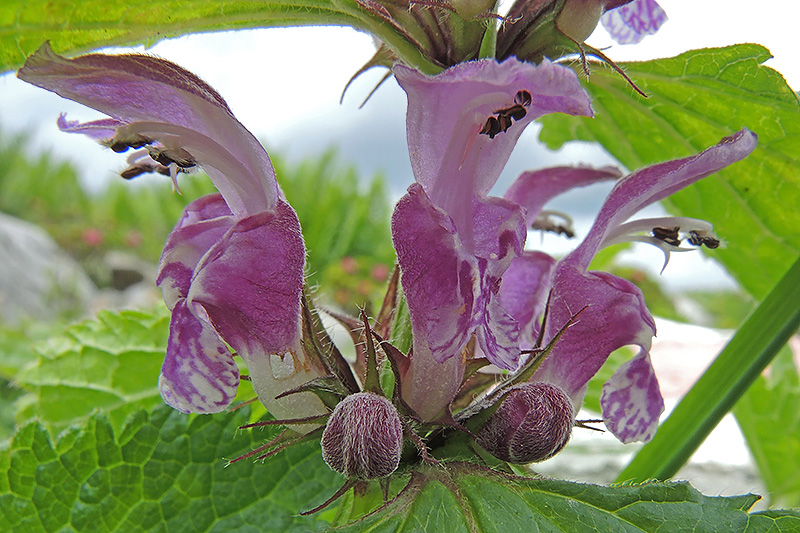 N1020509