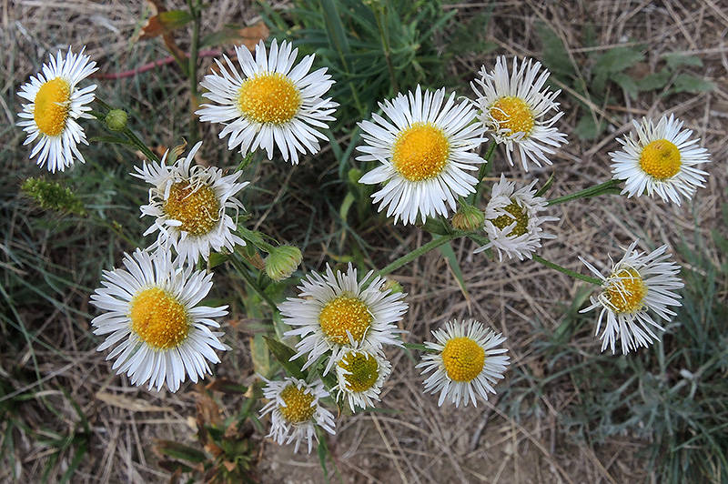 N1024939