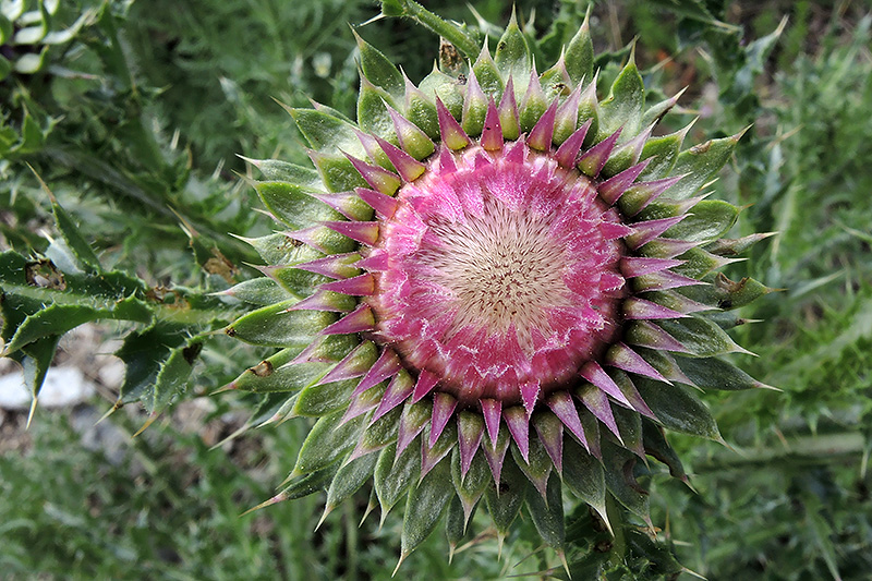 N1025989