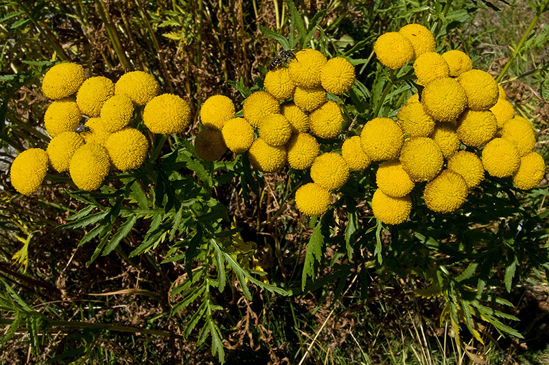 N1028092