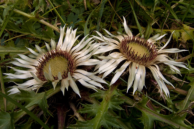 N1030798