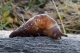 Glarner Alpen - 12.11.2020