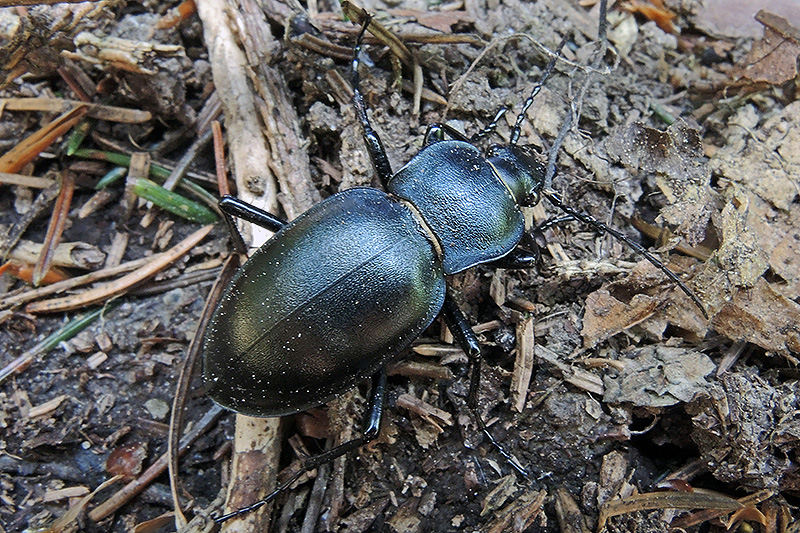 N1023450