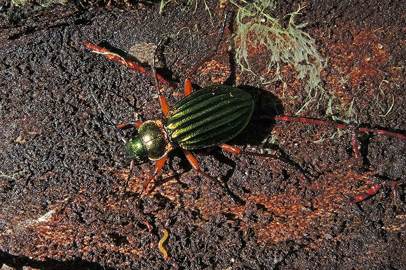 N1027973