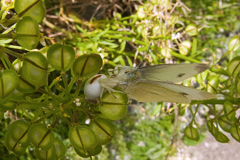 N1032333